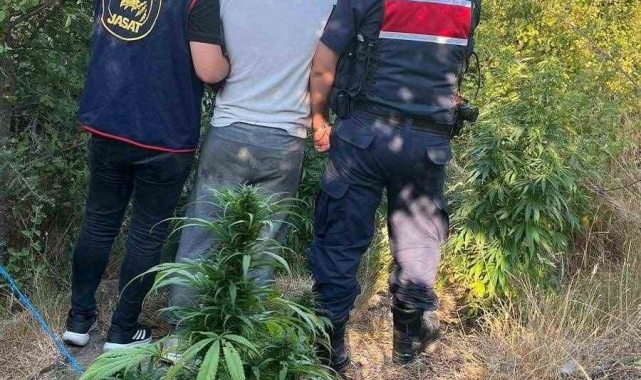 Söke'de 18 kök hint keneviri ele geçirildi