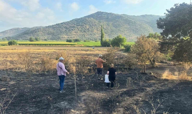 Söke'de yangından etkilenen 500 dekarlık zeytinlik alanında hasar tespiti yapıldı