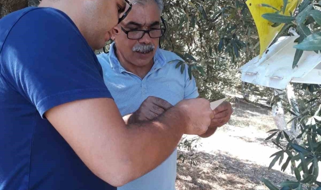 Söke'de zararlı sinek tuzakları kontrol edildi