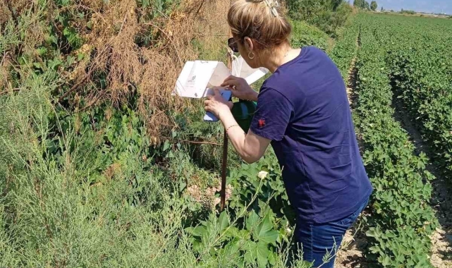 Söke'de zararlı sinek tuzakları kontrol edildi