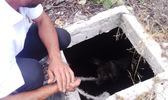 Su deposuna düşen eşeği köylüler kurtardı