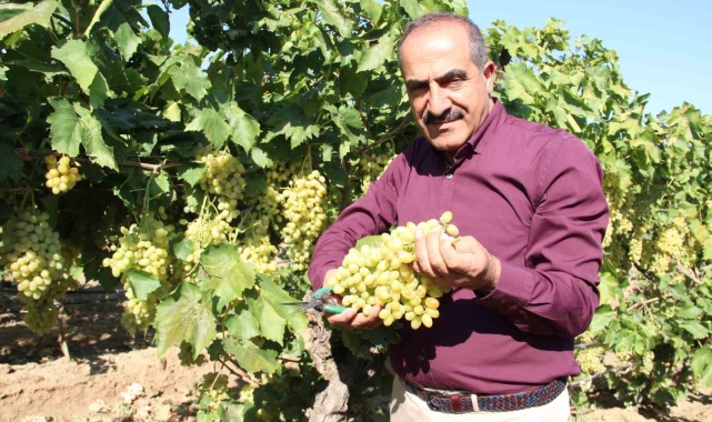 Sultani çekirdeksiz sofralık üzüm 25 Temmuz'da ihracat yolcusu