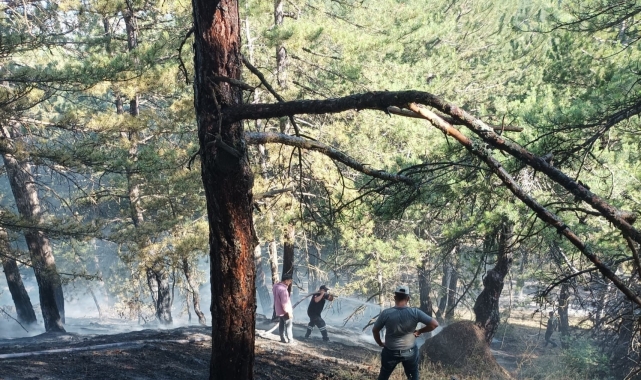 Sungurlu'da orman yangını