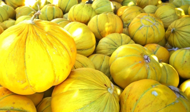 Sungurlu'nun meşhur 10 dilim kavunu tezgahlarda