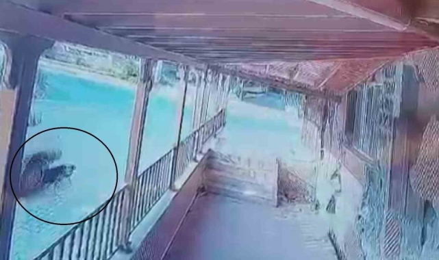 Sürücü yol ortasında yatan köpeğin üzerinden geçti