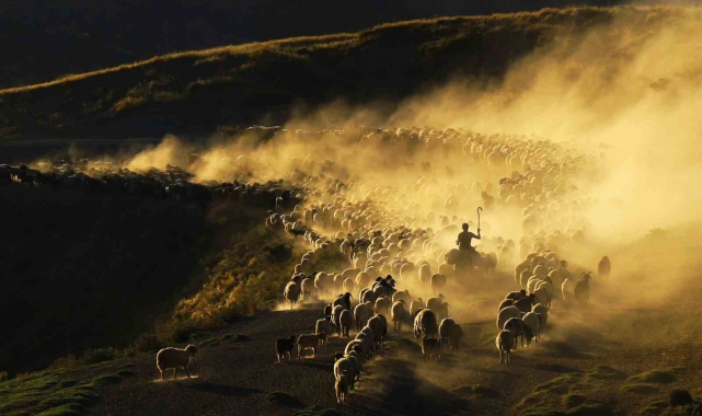 Sürülerin tozlu ve zorlu yolculuğu başladı