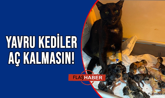 SÜT ANNE ARANIYOR!