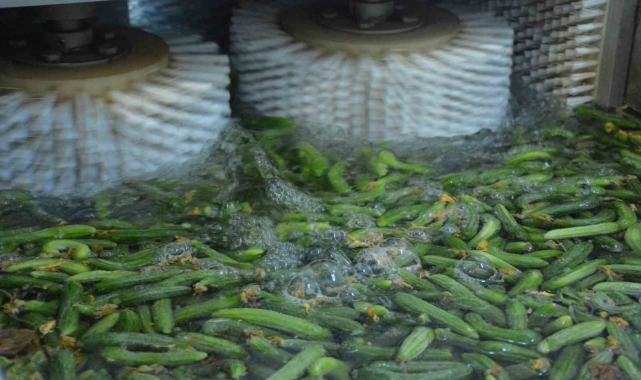 Tarladan sofraya Çubuk turşusunun hikayesi