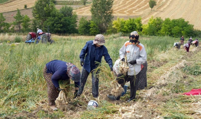 Taşköprü sarımsağında hasat devam ediyor, 40 ila 130 lira arasında satılıyor
