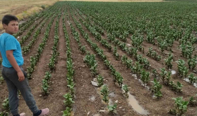 Tavas'ta 4 ay sonra yağan yağmur umut oldu