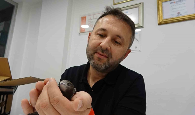 Tavşanlı'da bir iş yerine her yıl ebabil kuşu uğruyor