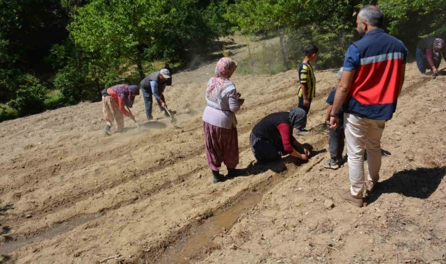 Tavşanlı'da 'Ölmez otu' fide teslimi ve dikim işleri yapıldı