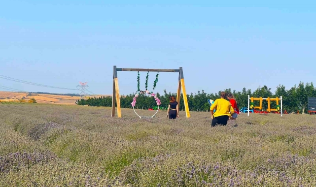 Tekirdağ 4'üncü Lavanta Günleri başlıyor