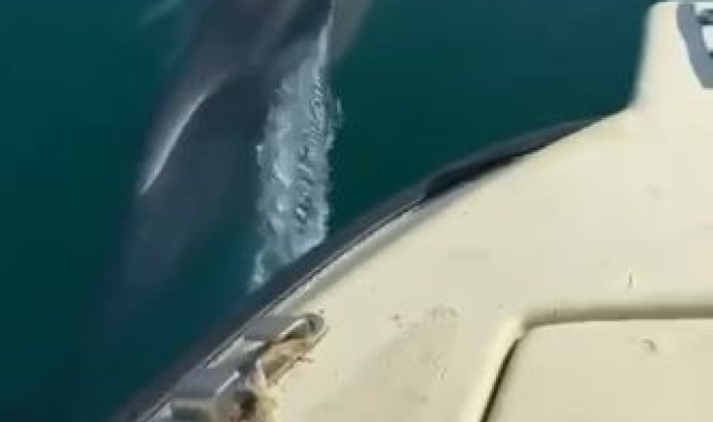 Tekneye eşlik eden yunus kamerada