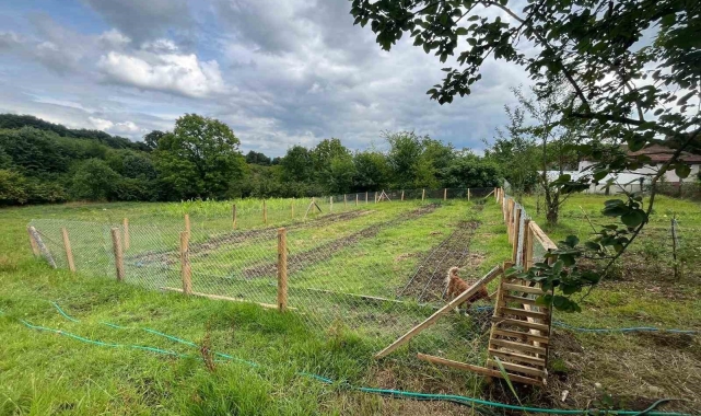 Tıbbi ve aromatik bitkilere yerinde inceleme