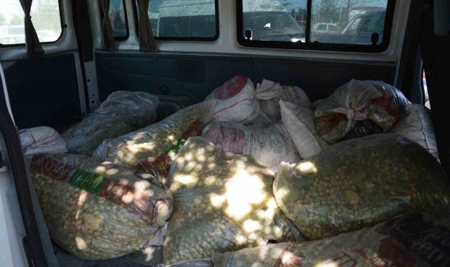 TİGEM sahasından 1,5 ton fıstık çalan şahıslar yakalandı