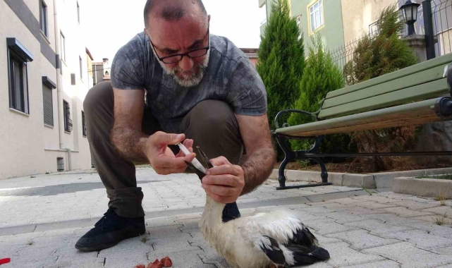 Tokat'ta bulduğu yaralı yavru leyleği İstanbul'daki evinde besliyor