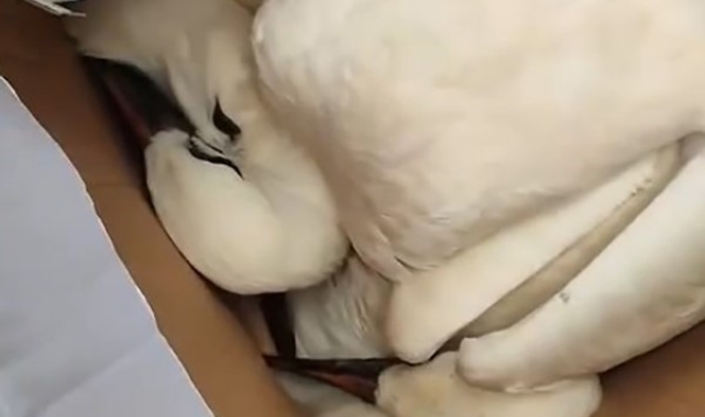 Tokat'ta fırtına 3 yavru leyleği öksüz bıraktı