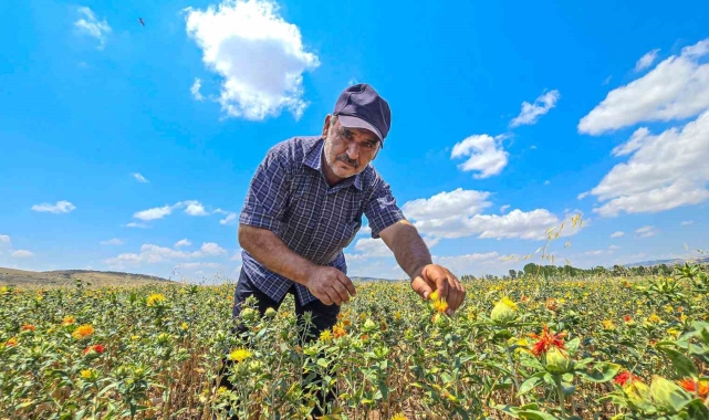 Tokat'ta ilk kez ekti, şimdi satacak yer arıyor