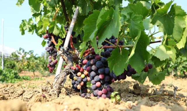 Trakya İlkeren üzümünün hasadı başladı