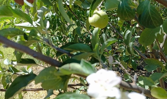 Tunceli'de elma ağacı, üzerinde meyve varken aynı zamanda çiçek açtı