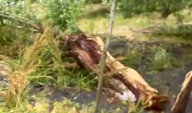 Tunceli'de şiddetli rüzgar hayatı felç etti