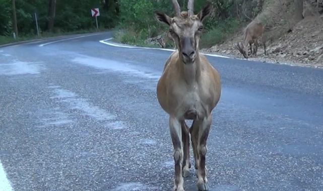 Tunceli'de tuz için karayoluna inen koruma altındaki yaban keçileri görüntülendi