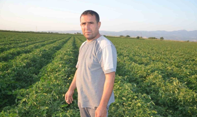 Turgutlu&#039;da domates üreticisi fiyatları düşük buluyor