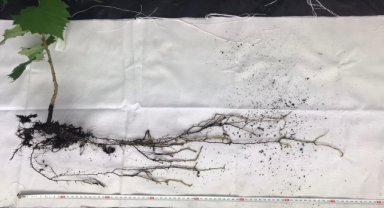 Türk fındığı laboratuvar ortamında aynı genetik özelliklerde üretildi