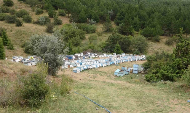Türkiye'nin ilk milli parkında "Bal Ormanı" oluşturuldu