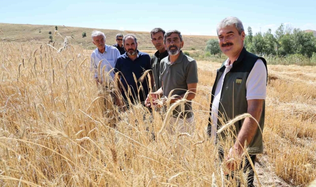 Türkiye'nin tahıl ambarında hasat erken başladı, rekolte yüz güldürdü