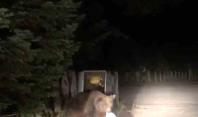 Uludağ'da aç kalan ayı yemek ararken görüntülendi