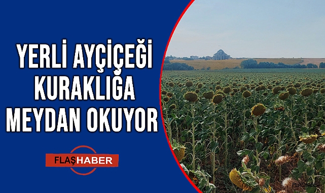 ULUSLARARASI TOHUM FİRMALARI ŞOKTA