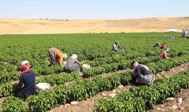 Üniversiteyi maddi imkanlar elvermediği için bıraktı, 60 kişiye ekmek kapısı oldu