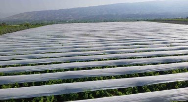 Üzüm bağları beyaz gelinliklerini giymeye başladı