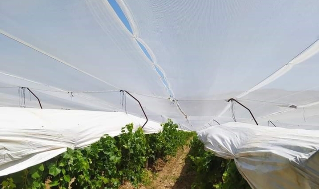 Üzüm bağlarına çifte koruma