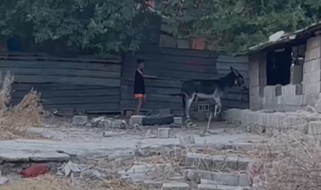 Vatandaşlardan şiddet gören 'Kadife' yeni yuvasında yaşayacak