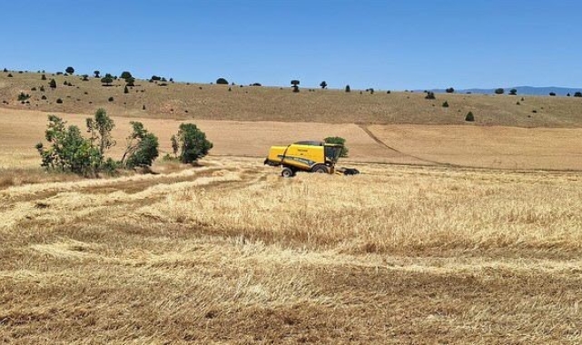 Verim yüz güldürdü, fiyat düşündürdü