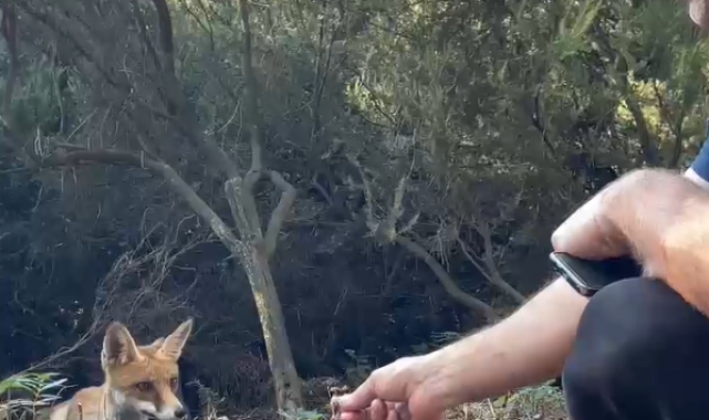 Yalova'da bir vatandaş aç tilkiyi elleriyle besledi