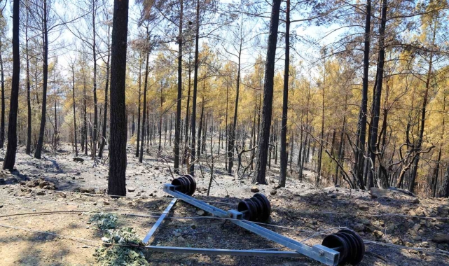 Yangına neden olan elektrik hattı da küle döndü