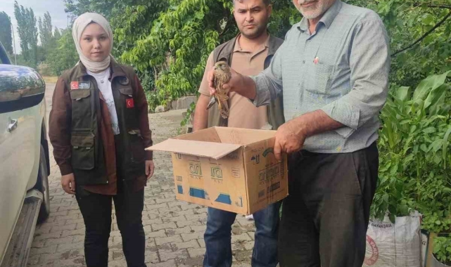 Yaralı bulunan Kerkenez, bakıma alındı