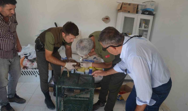 Yaralı kızıl şahin tedavi altına alındı