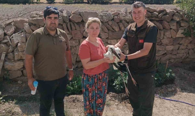 Yaralı leylek bakıma alındı