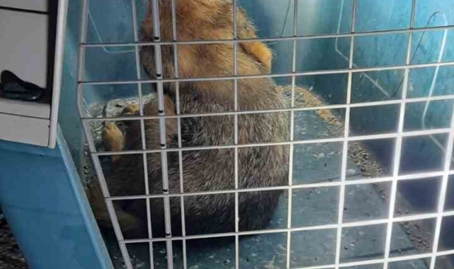 Yaralı tilki itfaiye ekiplerince yakalanarak tedavi altına alındı