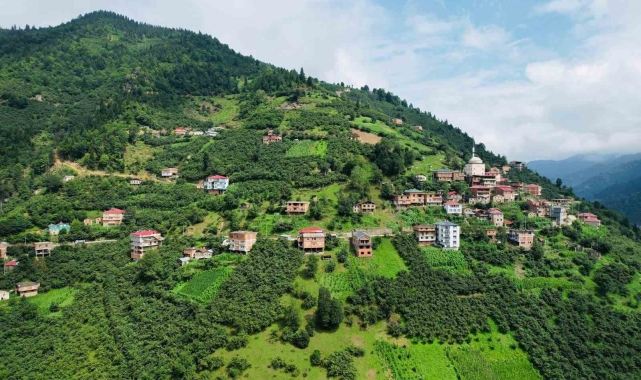 Yomralı arıcılar Anzer Balına rakip çıktı
