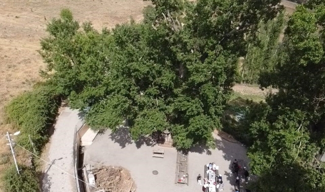 Yozgat'ta 2 asırlık "Ulu Kavak" ziyaretçilerini ağırlıyor