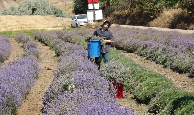 Yozgat'ta hububata alternatif olarak ekilen lavanta üreticinin gözdesi oldu