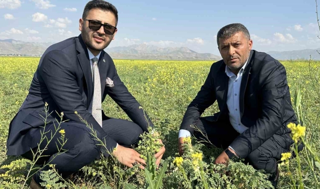 Yüksekova'da nohut bereketi