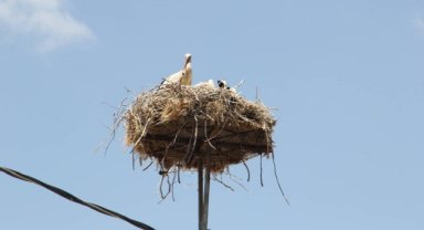 Yuvadan düşen yavru leyleğe yardım eli