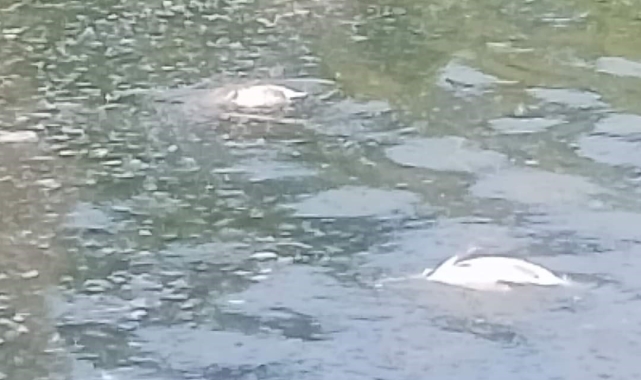 Yüzlerce balık telef oldu